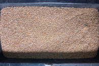 Przenżyto ozime "BORWO"