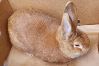 Królik - dorosły samiec