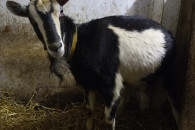 Koza młoda - kotna