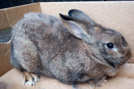 Królik - dorosła samica