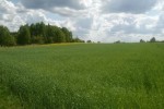 Atrakcyjna działka w Bilewie; 1,12ha