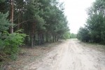 Na sprzedaż zalesiona działka - las