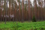 las, 4,06 ha, Paszkiewicza Sieradz