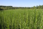 działki rolne z plantacją wierzby! Sieradz